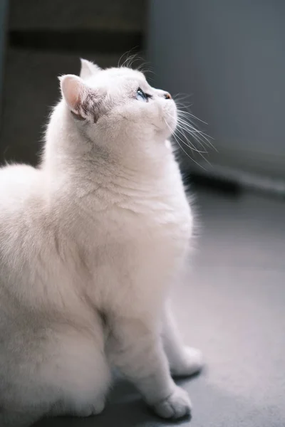 Gato Branco Chão — Fotografia de Stock