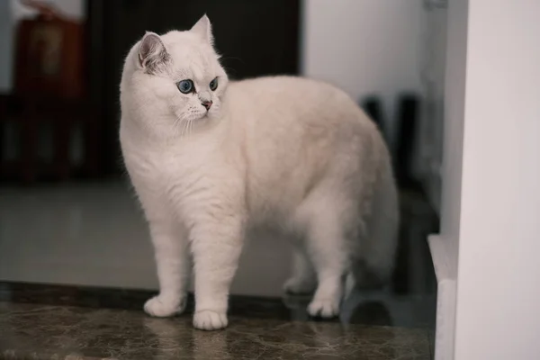 Білий Кіт Підлозі — стокове фото