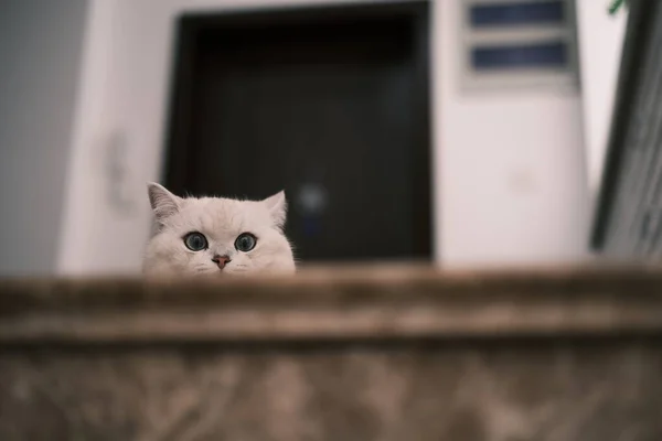 Katt Sittande Golvet — Stockfoto