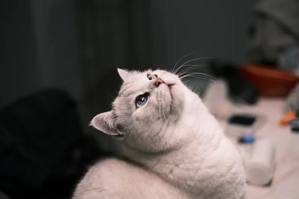 Söpö Kissa Lattialla — kuvapankkivalokuva