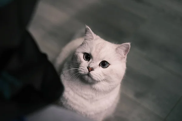 Gato Bonito Com Olhos Brancos — Fotografia de Stock