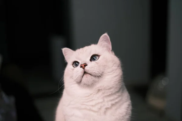 床の上の可愛い猫 — ストック写真