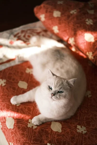 かわいい猫が床に横になって — ストック写真