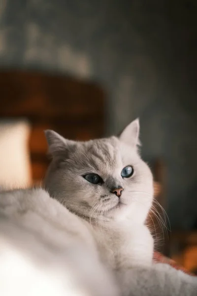Roztomilý Kočka Bílýma Očima — Stock fotografie
