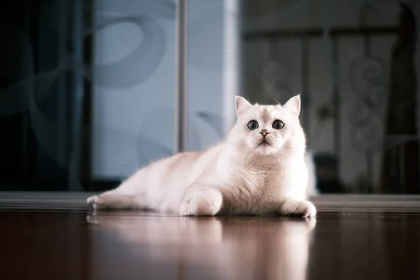 猫坐在地板上 — 图库照片