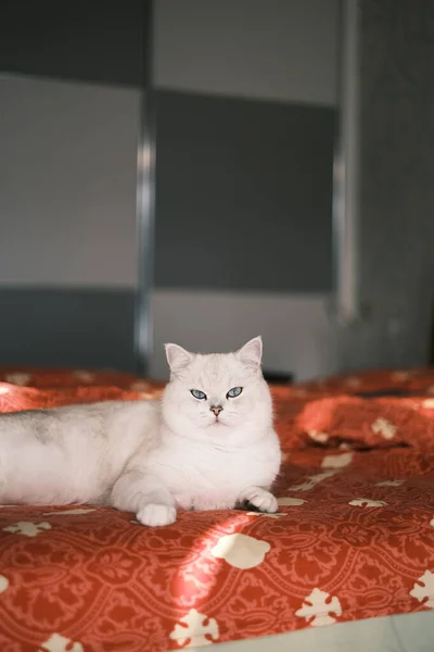 Kedi Yerde Oturuyor — Stok fotoğraf