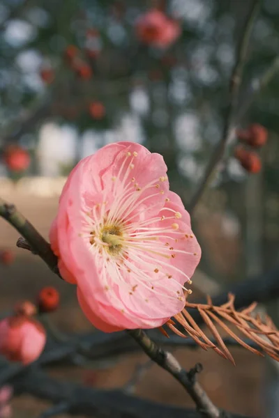 Güzel botanik fotoğrafı, doğal duvar kağıdı.