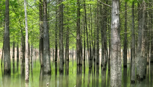 stock image beautiful landscape with a river in the forest