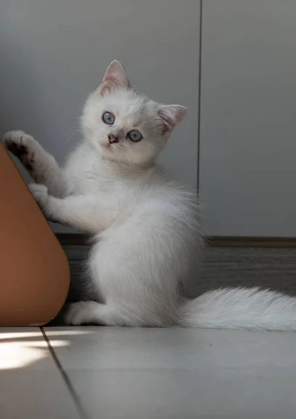 かわいい猫が床に座って — ストック写真