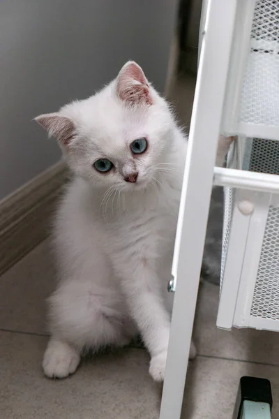Vit Katt Med Blå Ögon — Stockfoto