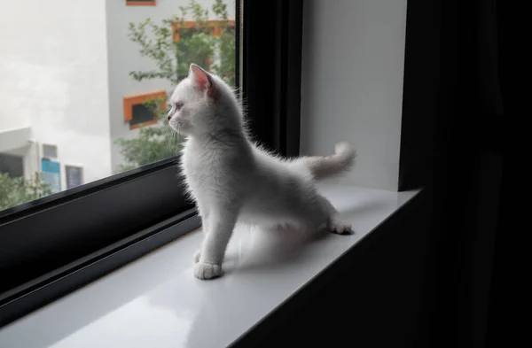 Cat Sitting Windowsill — Stock Photo, Image