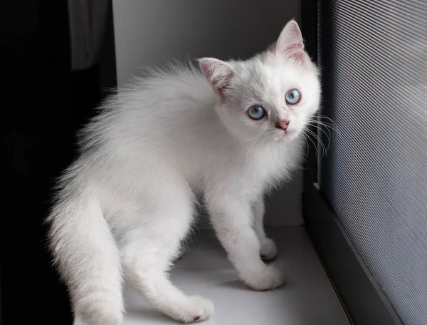 Λευκή Γάτα Μαύρο Φόντο — Φωτογραφία Αρχείου