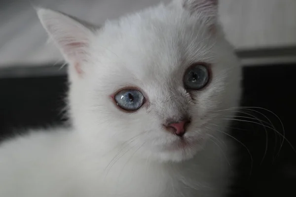 Mavi Gözlü Beyaz Kedi — Stok fotoğraf