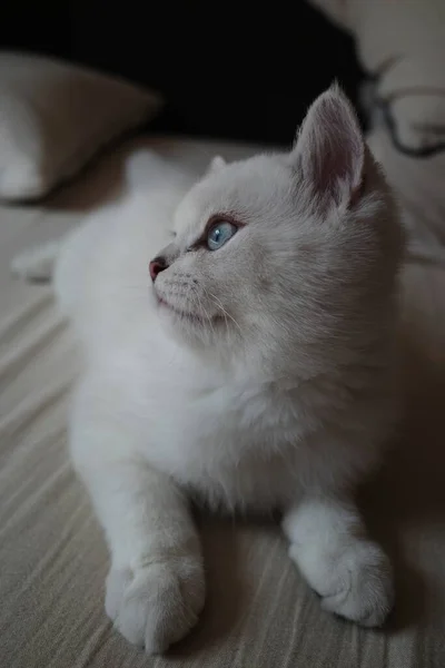 Милий Кіт Білому Тлі — стокове фото