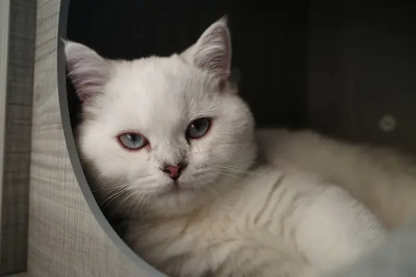 Beyaz Kedi Odada — Stok fotoğraf