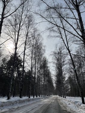 Şarap öğleden sonra Sibirya Ormanı