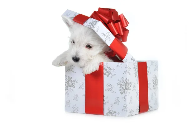 https://st5.depositphotos.com/78609598/65237/i/450/depositphotos_652379116-stock-photo-cute-puppy-gift-box-christmas.jpg