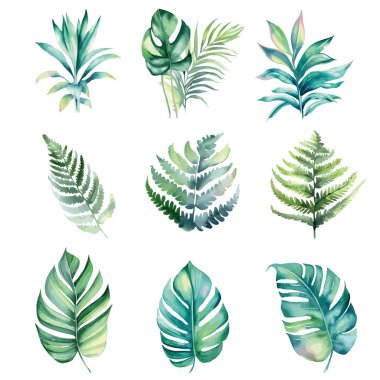 Tropikal yaprak seti, suluboya el çizimi illüstrasyon