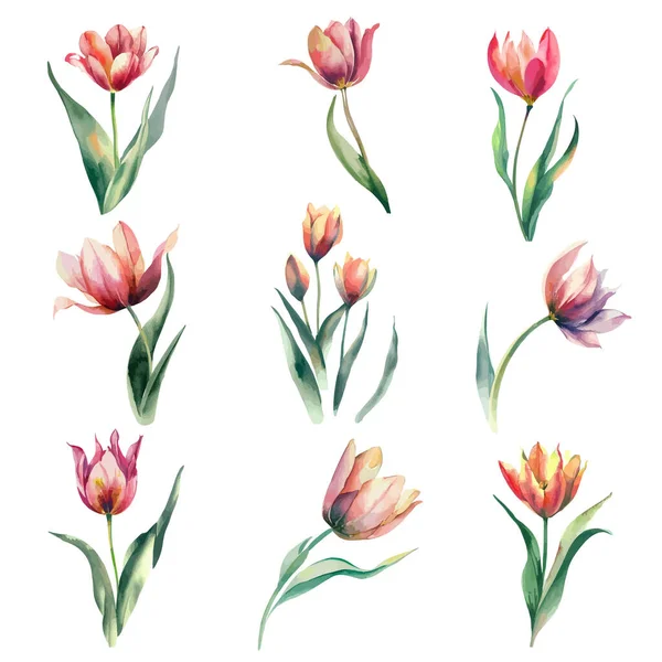 Zestaw Akwarelowych Kwiatów Tulipanów Ilustracja Ręcznie Rysowana — Wektor stockowy