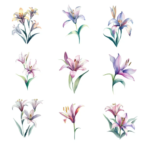 Sada Akvarel Lilie Květiny Ručně Malované Bílém Pozadí — Stockový vektor