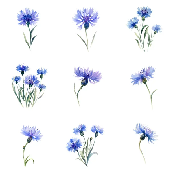 Fleurs Maïs Aquarelle Mis Isolé Sur Fond Blanc Illustration Dessinée — Image vectorielle