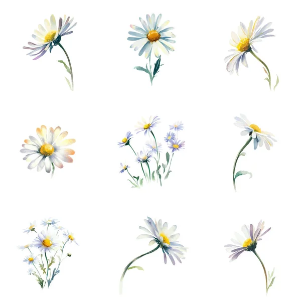 水彩菊花集隔离在白色背景上 手绘插图 — 图库矢量图片