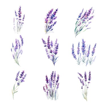 Suluboya lavanta çiçeği seti. El çizimi resimleme beyaz arkaplanda izole edildi