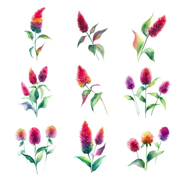 Conjunto Flores Aquarela Ilustração Pintada Mão Isolada Sobre Fundo Branco —  Vetores de Stock