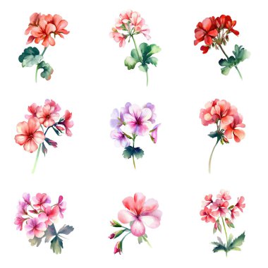 Suluboya Pelargonium çiçek seti. Beyaz arkaplanda elle boyanmış resimler izole edilmiş