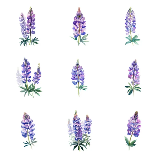 Lupinus Polyphyllu Aquarelle Fleurs Lupin Sur Fond Blanc Illustration Vectorielle — Image vectorielle
