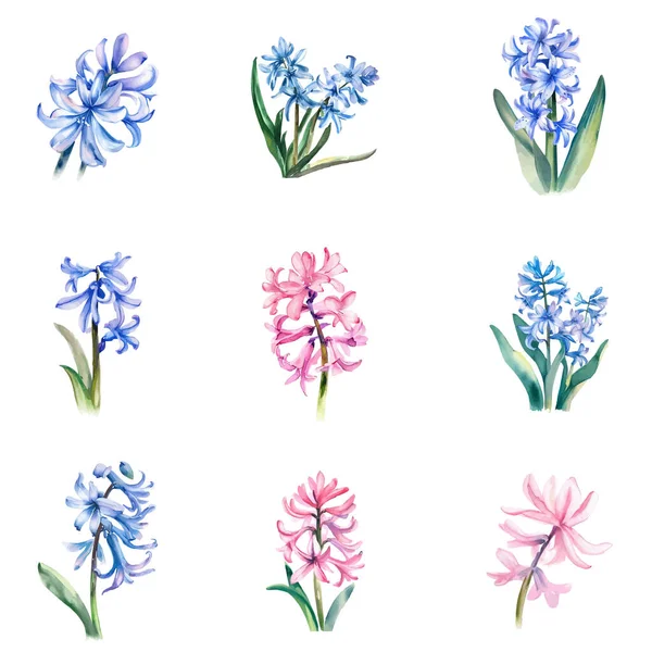 Hyacinthus Orientalis Watercolor Hyacinths Set Ručně Malované Květiny Izolované Bílém — Stockový vektor