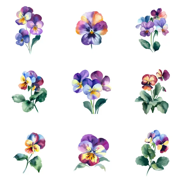 Viola Tricolor Aquarell Blumen Gesetzt Isoliert Auf Weißem Hintergrund Handgemalte — Stockvektor