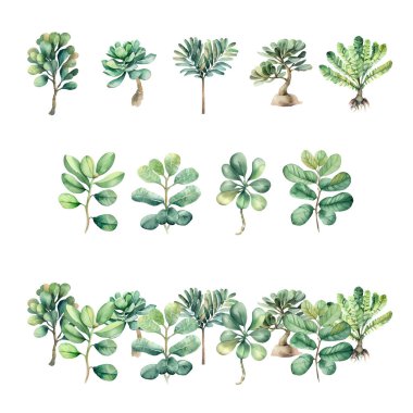 Sarcopyramis nepalensiss. beyaz arkaplanda izole edilmiş suluboya sulugöz. El çizimi illüstrasyon