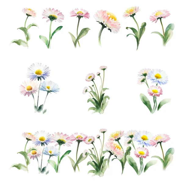 Bellis Perennis Akvarel Květiny Set Ručně Kreslené Ilustrace Izolované Bílém — Stockový vektor