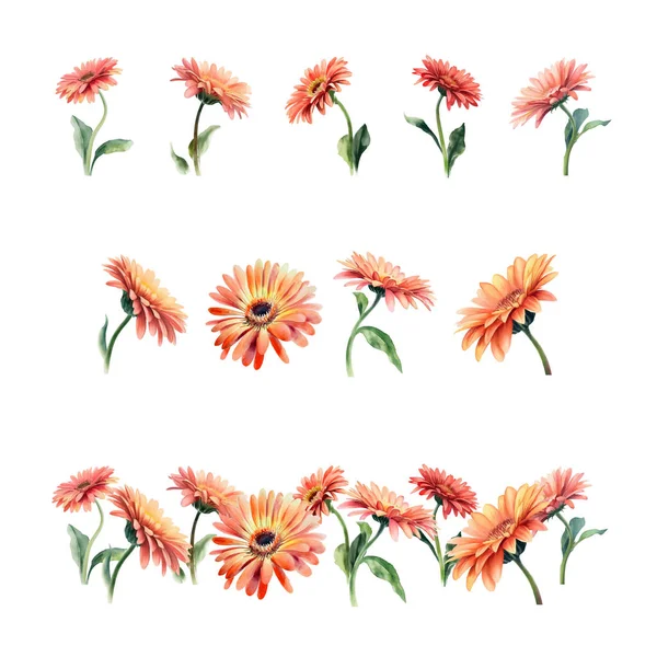 Gerbera Jamesonii Akvarel Gerbera Květiny Nastavit Izolované Bílém Pozadí Ručně — Stockový vektor