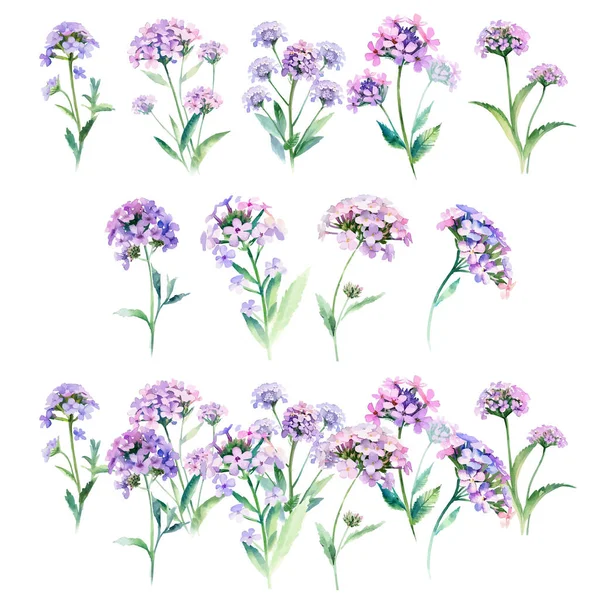 Verveine Hybride Ensemble Fleurs Aquarelles Illustration Dessinée Main Isolé Sur — Image vectorielle