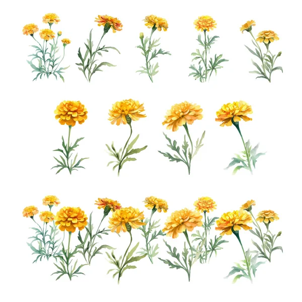 Marigold Květiny Akvarel Set Ručně Kreslené Ilustrace Izolované Bílém Pozadí — Stockový vektor