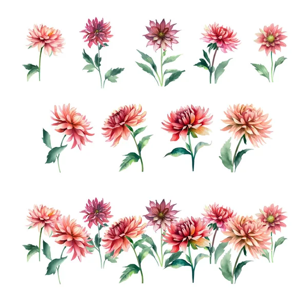 Aquarelle Fleurs Dahlia Ensemble Illustration Peinte Main Isolée Sur Fond — Image vectorielle