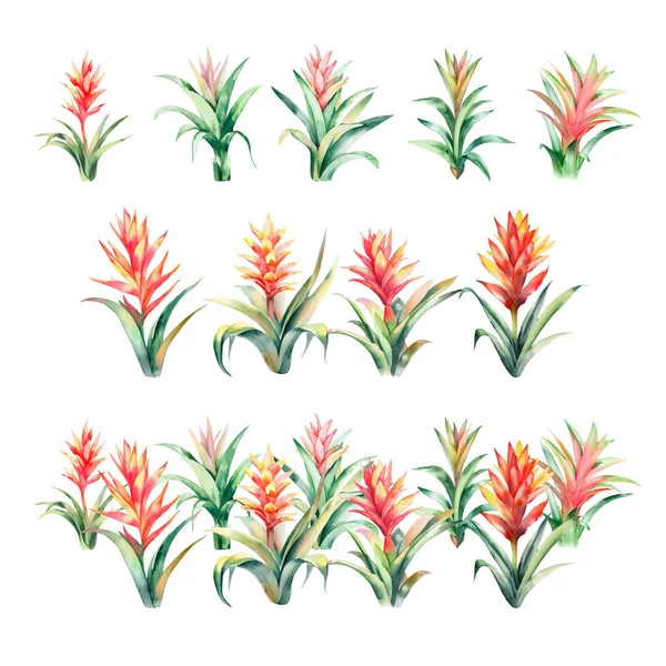 Guzmania Set Акварели Бромелия Тропических Цветов Ручной Рисунок Белом Фоне — стоковый вектор