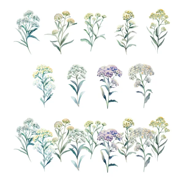 Anaphalis Nepalensis Ensemble Aquarelle Herbes Prairie Illustration Peinte Main Isolée — Image vectorielle