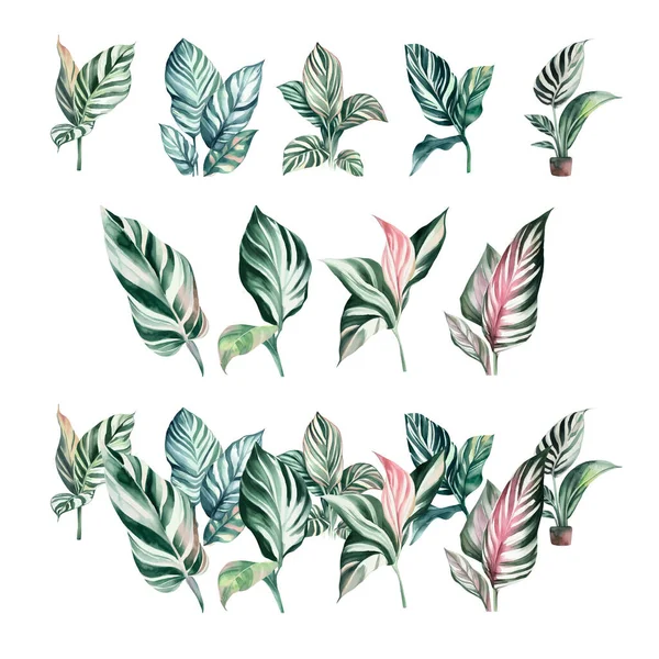 Calathea Zebrina Watercolor Набор Тропических Листьев Изолированы Белом Фоне Ручная — стоковый вектор