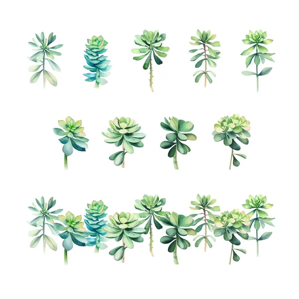 Euphorbia Akwarela Soczysty Zestaw Ręcznie Rysowana Ilustracja Odizolowana Białym Tle — Wektor stockowy