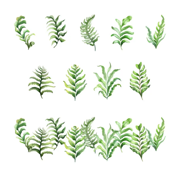 Asplenium Aquarell Set Aus Grünen Farnblättern Isoliert Auf Weißem Hintergrund — Stockvektor