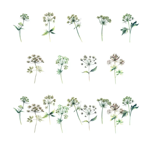 Ensemble Aquarelle Herbes Isolées Sur Fond Blanc Illustration Dessinée Main — Image vectorielle