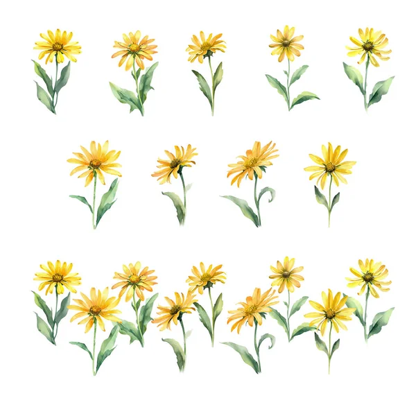 Arnica Akvarel Sedmikrásky Květiny Set Ručně Kreslené Ilustrace Izolované Bílém — Stockový vektor