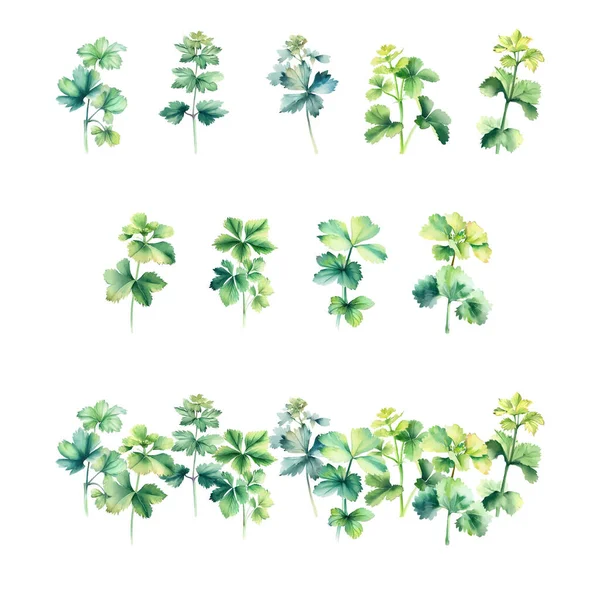 Alchemilla Set Акварели Зеленые Листья Изолированы Белом Фоне Векторная Иллюстрация — стоковый вектор