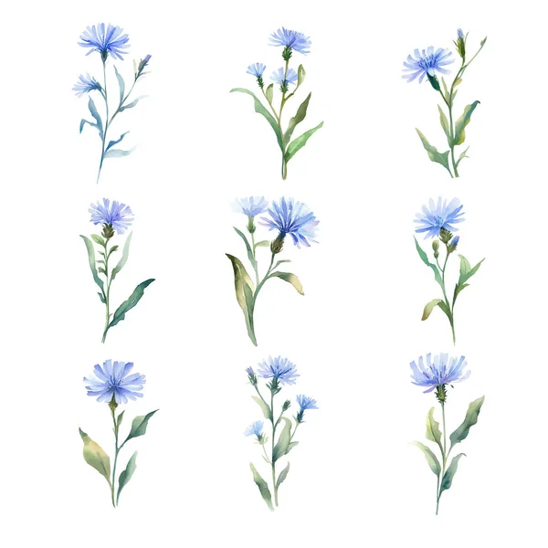 Chicory Set Fiori Mais Blu Acquerello Illustrazione Disegnata Mano — Vettoriale Stock