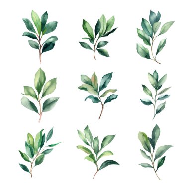 Laurel.Beyaz arka planda suluboya yeşil yapraklar. Vektör illüstrasyonu.