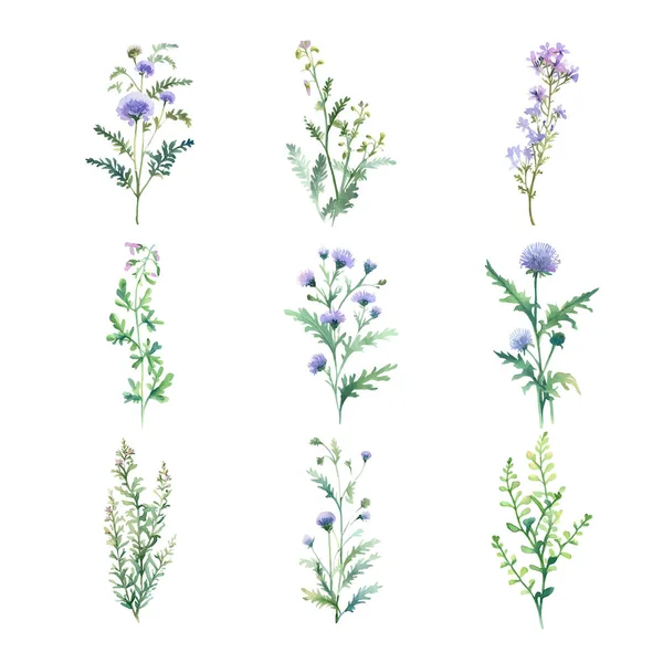 Chorisporatenella Aquarelle Fleurs Sauvages Ensemble Illustration Dessinée Main Isolée Sur — Image vectorielle