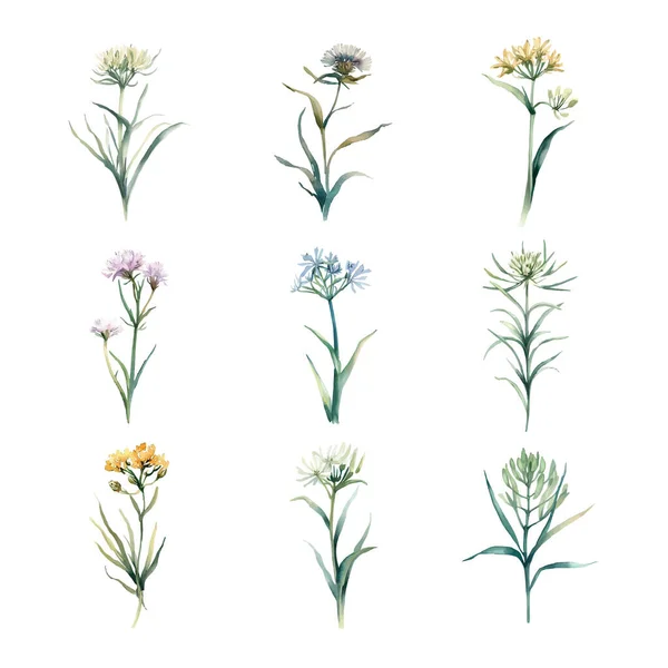 Crithmum Maritimum Ensemble Aquarelle Fleurs Sauvages Isolées Sur Fond Blanc — Image vectorielle